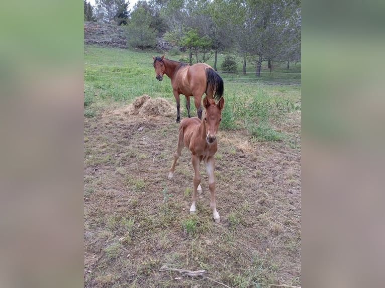 American Quarter Horse Stute 5 Jahre 148 cm Brauner in Vierherrenborn