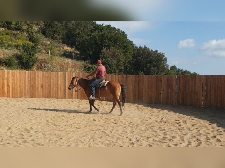 American Quarter Horse Stute 5 Jahre 148 cm Brauner in Vierherrenborn