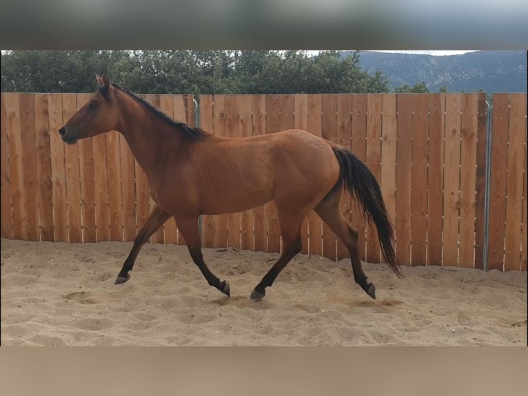 American Quarter Horse Stute 5 Jahre 148 cm Brauner in Vierherrenborn