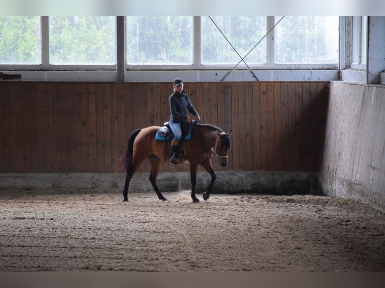 American Quarter Horse Stute 5 Jahre 148 cm Brauner in HagenHagen