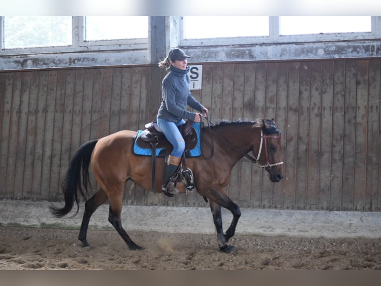 American Quarter Horse Stute 5 Jahre 148 cm Brauner in HagenHagen