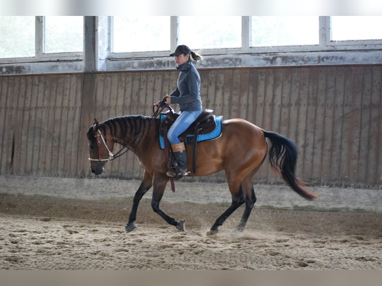 American Quarter Horse Stute 5 Jahre 148 cm Brauner in HagenHagen