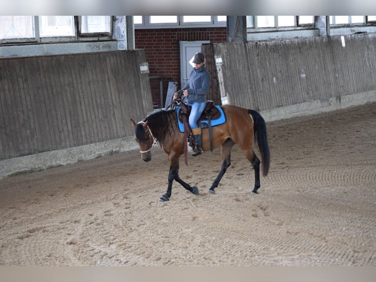 American Quarter Horse Stute 5 Jahre 148 cm Brauner in HagenHagen