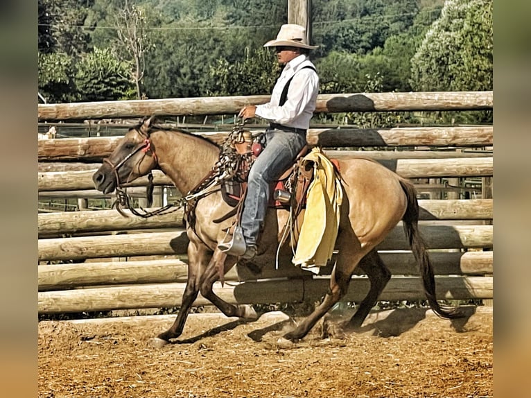 American Quarter Horse Stute 5 Jahre 148 cm Dunalino in ASTI