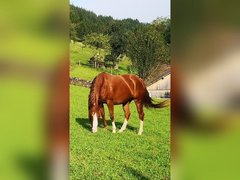American Quarter Horse Stute 5 Jahre 148 cm Dunkelfuchs in Gaming