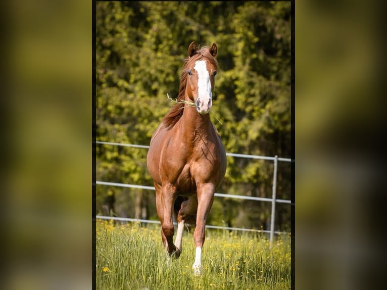 American Quarter Horse Stute 5 Jahre 148 cm Dunkelfuchs in Gaming