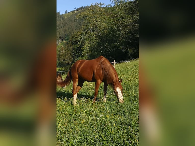 American Quarter Horse Stute 5 Jahre 148 cm Dunkelfuchs in Gaming
