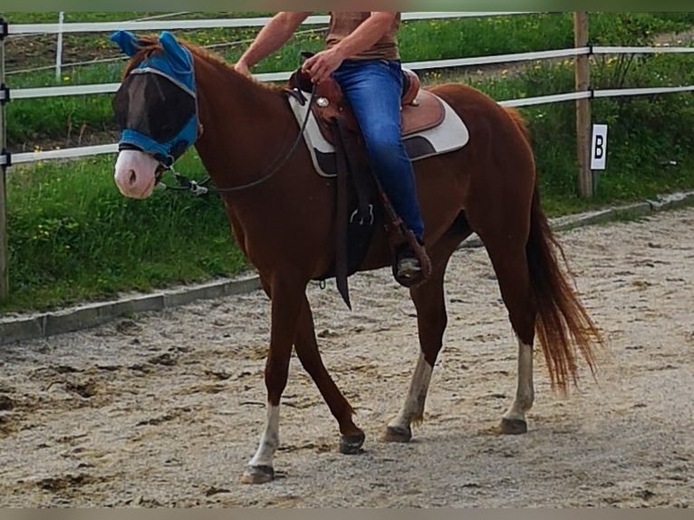 American Quarter Horse Stute 5 Jahre 148 cm Dunkelfuchs in Gaming