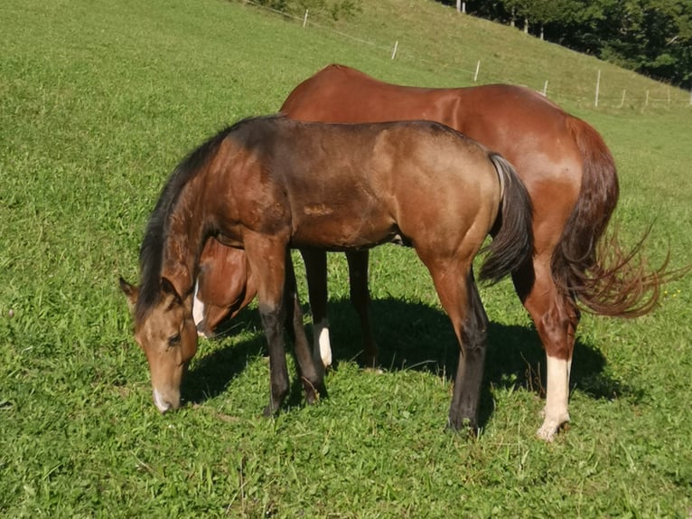 American Quarter Horse Stute 5 Jahre 148 cm Dunkelfuchs in Gaming