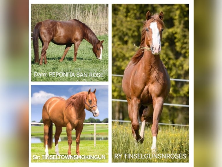 American Quarter Horse Stute 5 Jahre 148 cm Dunkelfuchs in Gaming