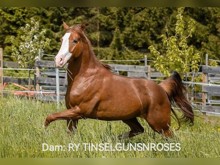 American Quarter Horse Stute 5 Jahre 148 cm Dunkelfuchs in Gaming