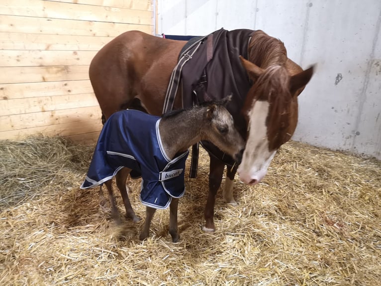 American Quarter Horse Stute 5 Jahre 148 cm Dunkelfuchs in Gaming