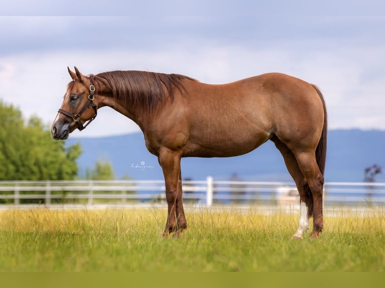 American Quarter Horse Stute 5 Jahre 148 cm Fuchs in Duingen