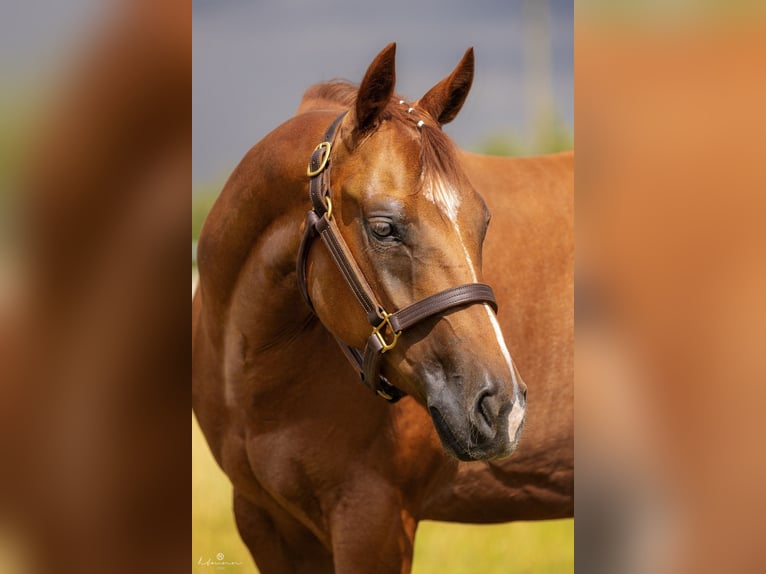 American Quarter Horse Stute 5 Jahre 148 cm Fuchs in Duingen