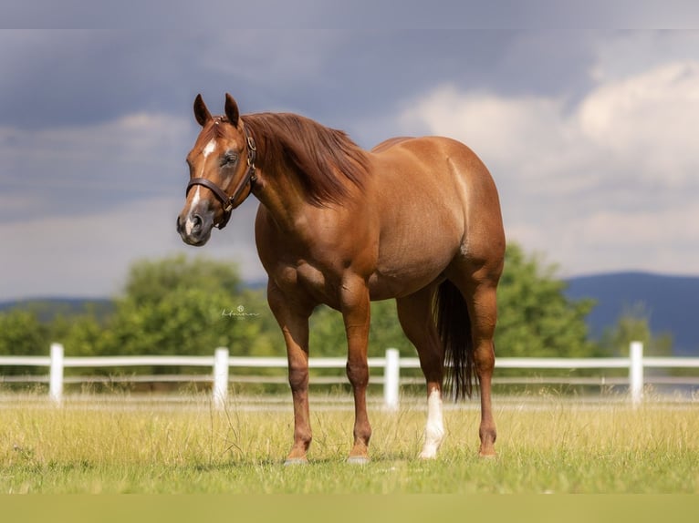 American Quarter Horse Stute 5 Jahre 148 cm Fuchs in Duingen