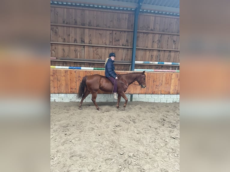 American Quarter Horse Stute 5 Jahre 148 cm Fuchs in Weert