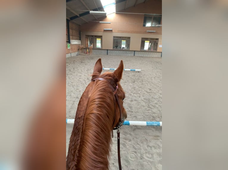 American Quarter Horse Stute 5 Jahre 148 cm Fuchs in Weert