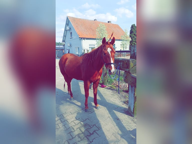 American Quarter Horse Stute 5 Jahre 148 cm Fuchs in Weert