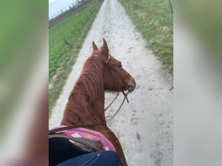 American Quarter Horse Stute 5 Jahre 148 cm Fuchs in Weert