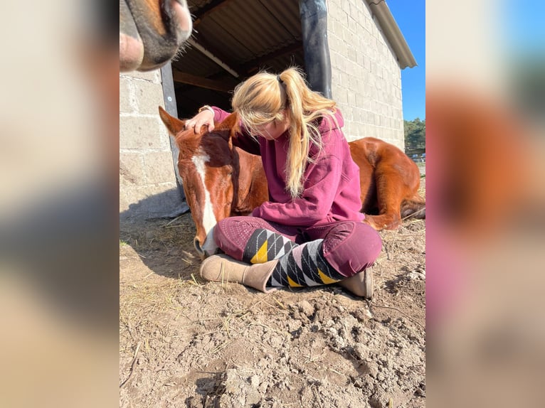 American Quarter Horse Stute 5 Jahre 148 cm Fuchs in Weert