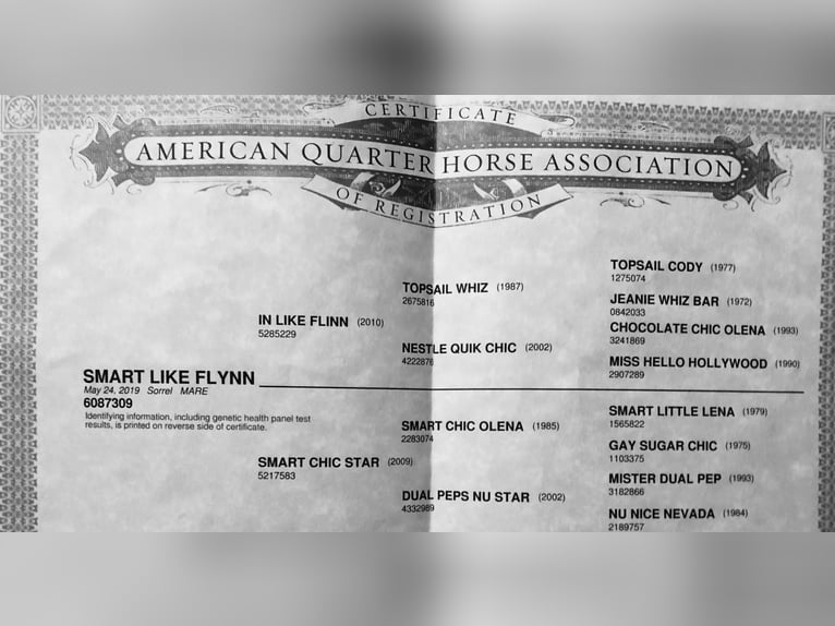 American Quarter Horse Stute 5 Jahre 148 cm Fuchs in Wilbertoord