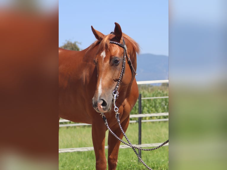 American Quarter Horse Stute 5 Jahre 148 cm Fuchs in Kirchbichl