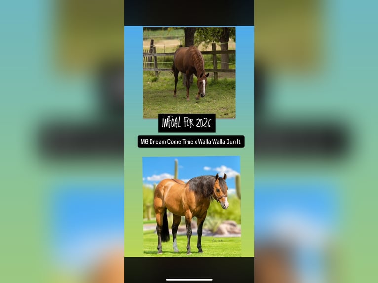 American Quarter Horse Stute 5 Jahre 148 cm in Alfeld (Leine)