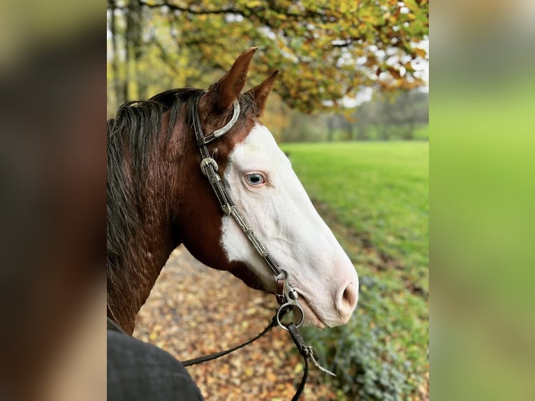American Quarter Horse Stute 5 Jahre 149 cm Dunkelfuchs in K&#xFC;rten
