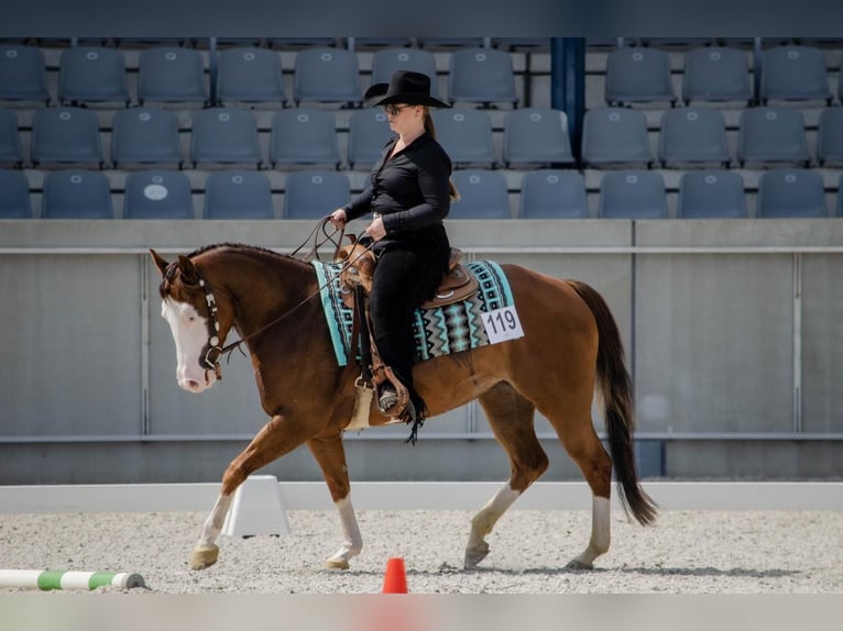 American Quarter Horse Stute 5 Jahre 149 cm Dunkelfuchs in K&#xFC;rten
