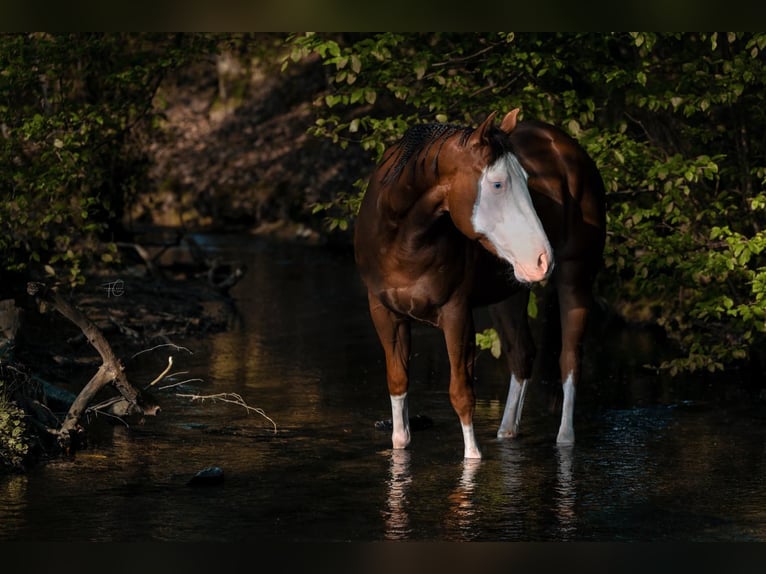 American Quarter Horse Stute 5 Jahre 149 cm Dunkelfuchs in K&#xFC;rten