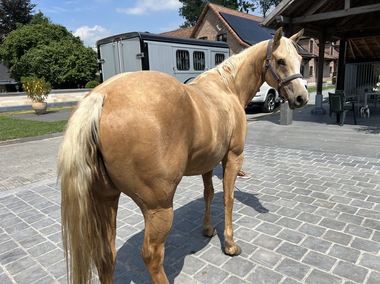 American Quarter Horse Stute 5 Jahre 149 cm Palomino in Daknam