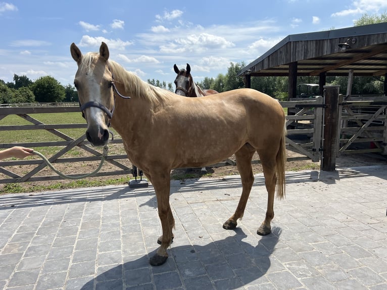 American Quarter Horse Stute 5 Jahre 149 cm Palomino in Daknam
