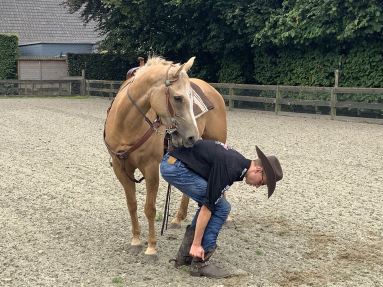 American Quarter Horse Stute 5 Jahre 149 cm Palomino in Daknam