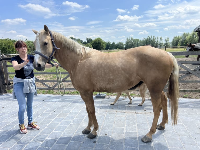 American Quarter Horse Stute 5 Jahre 149 cm Palomino in Daknam