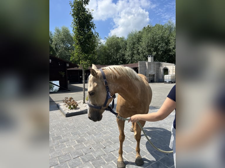 American Quarter Horse Stute 5 Jahre 149 cm Palomino in Daknam