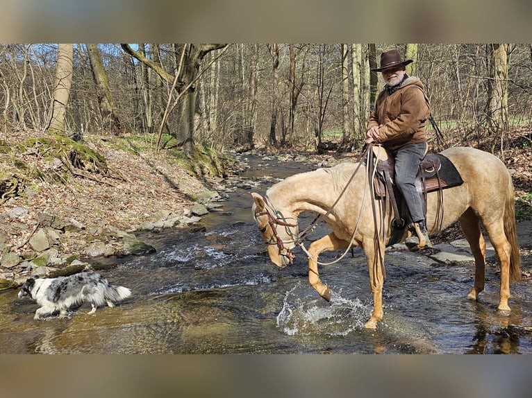 American Quarter Horse Stute 5 Jahre 149 cm Palomino in M&#xFC;glitztal