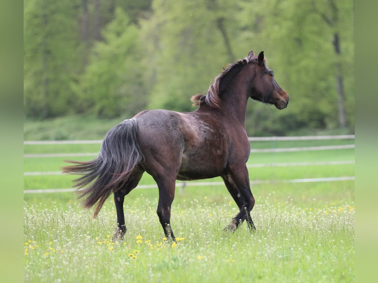 American Quarter Horse Stute 5 Jahre 149 cm Roan-Bay in Waldshut-Tiengen