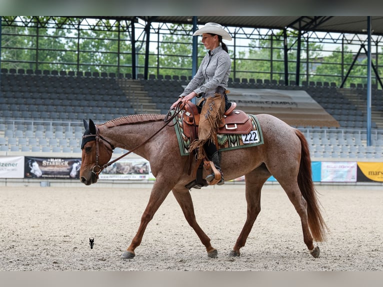 American Quarter Horse Stute 5 Jahre 149 cm Roan-Red in Waldbröl