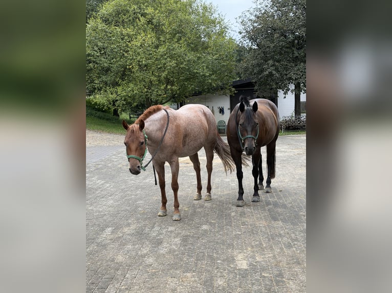 American Quarter Horse Stute 5 Jahre 149 cm Roan-Red in Waldbröl