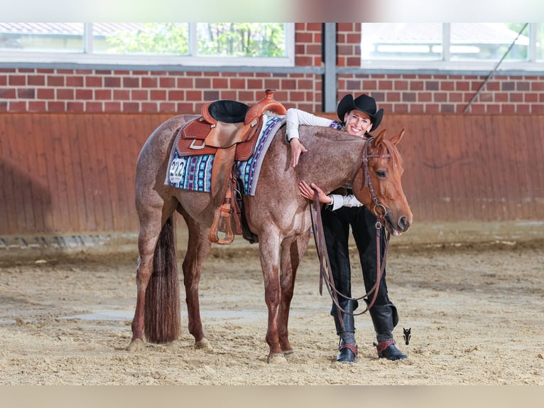 American Quarter Horse Stute 5 Jahre 149 cm Roan-Red in Waldbröl