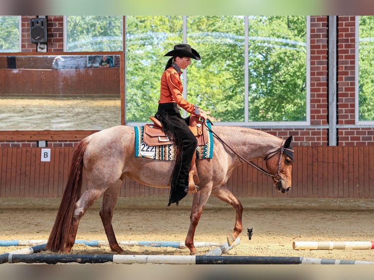 American Quarter Horse Stute 5 Jahre 149 cm Roan-Red in Waldbröl