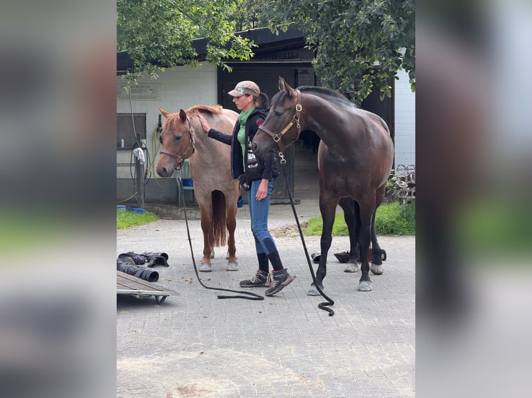 American Quarter Horse Stute 5 Jahre 149 cm Roan-Red in Waldbröl
