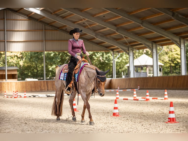 American Quarter Horse Stute 5 Jahre 149 cm Roan-Red in Waldbröl