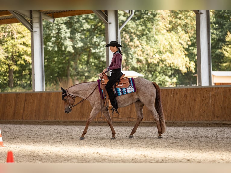American Quarter Horse Stute 5 Jahre 149 cm Roan-Red in Waldbröl