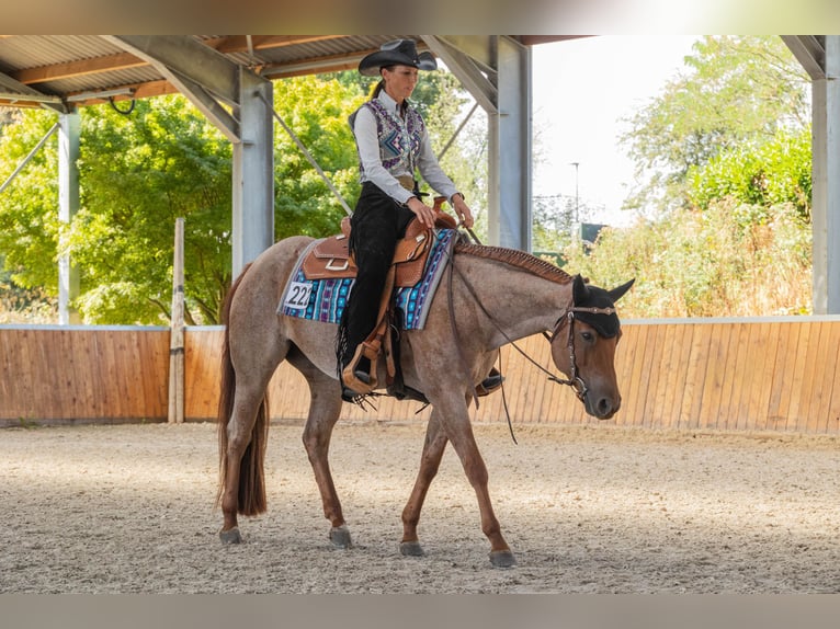 American Quarter Horse Stute 5 Jahre 149 cm Roan-Red in Waldbröl