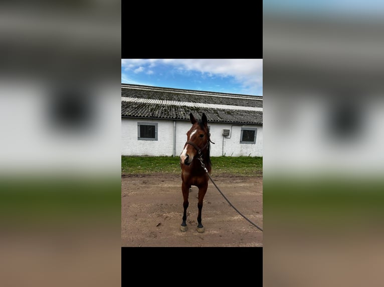 American Quarter Horse Stute 5 Jahre 150 cm Brauner in Küps