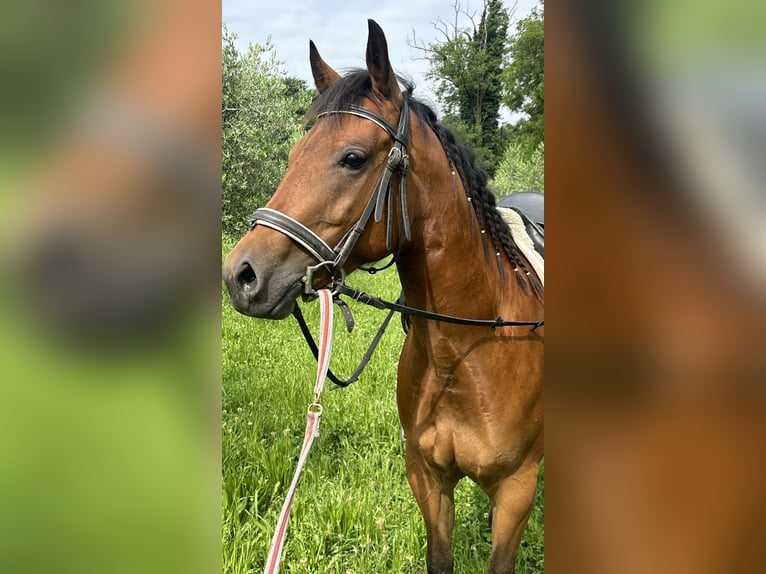 American Quarter Horse Stute 5 Jahre 150 cm Brauner in Sedena