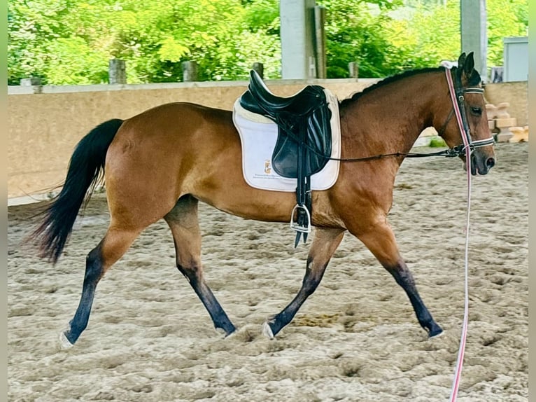 American Quarter Horse Stute 5 Jahre 150 cm Brauner in Sedena
