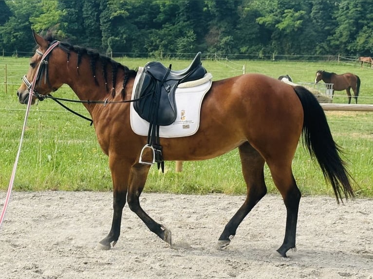 American Quarter Horse Stute 5 Jahre 150 cm Brauner in Sedena