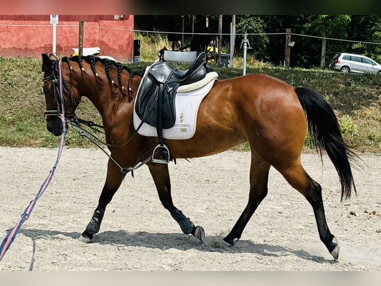 American Quarter Horse Stute 5 Jahre 150 cm Brauner in Sedena